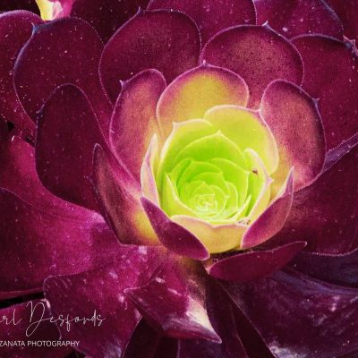 Red-Rose-Green