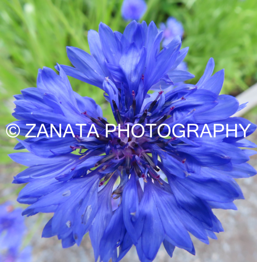 Blue Flower WM
