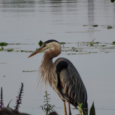 Grand-Heron Dark
