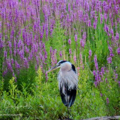 Grand-Heron Fleure