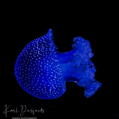 Meduse Bleu
