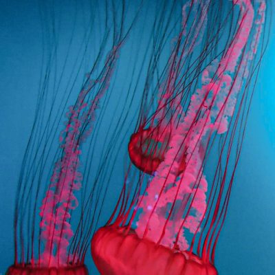 Meduse Rouge