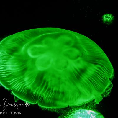Meduse Verte